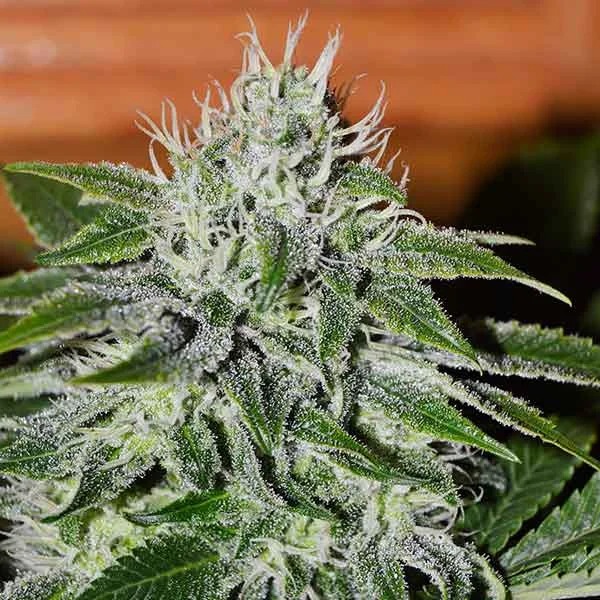 Critical Jack Herer van Delicious Seeds