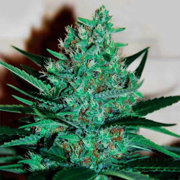 Fruity Chronic Juice van Delicious Seeds