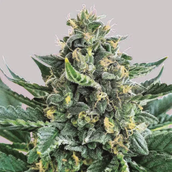 Lord Kush van Delicious Seeds