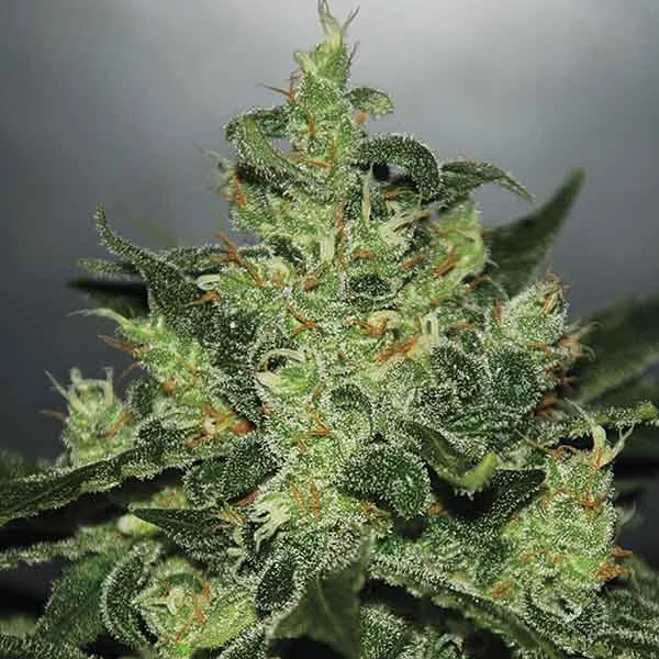 Critical Jack Herer van Delicious Seeds