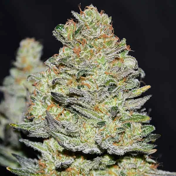 Delicious Cookies van Delicious Seeds