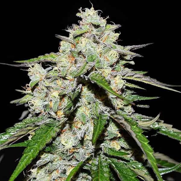 Space Cookies van Delicious Seeds