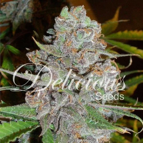 La Diva van Delicious Seeds