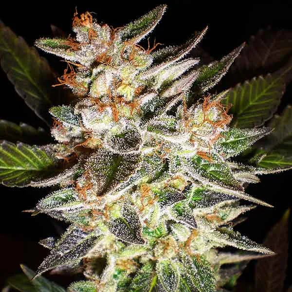 Delicious Candy van Delicious Seeds