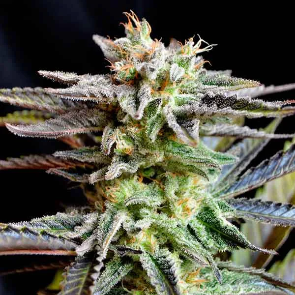 Sugar Black Rose van Delicious Seeds