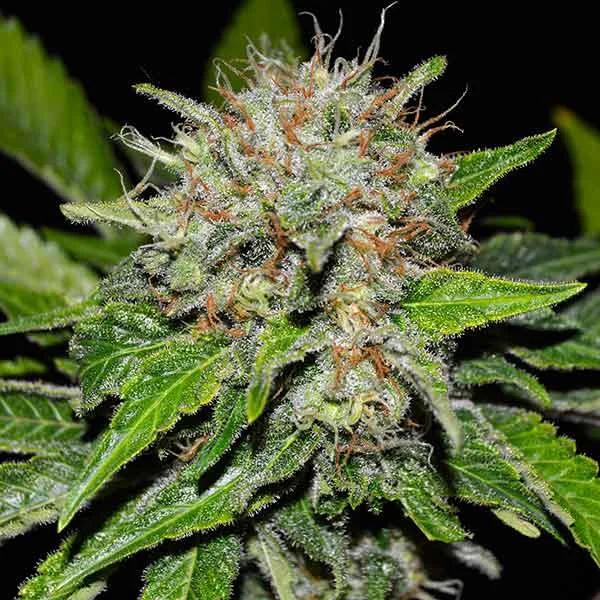 Deep Mandarine van Delicious Seeds