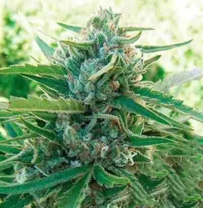 Sugar Black Rose Fast Version van Delicious Seeds
