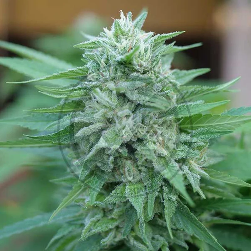 Moby Delicious van Delicious Seeds