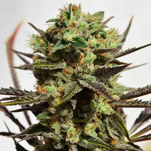 Delicious Candy Early Version van Delicious Seeds