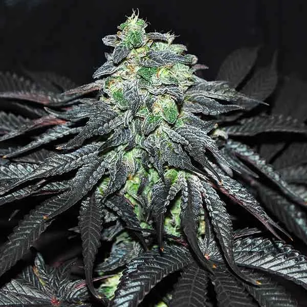 Golosa van Delicious Seeds