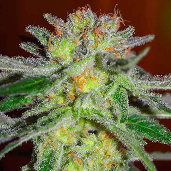 Northern Light Blue van Delicious Seeds