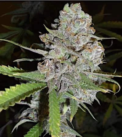 La Diva van Delicious Seeds