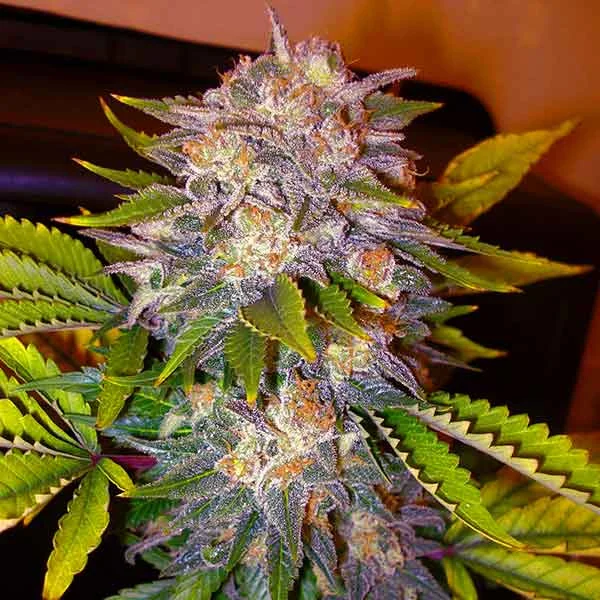 Caramelo van Delicious Seeds