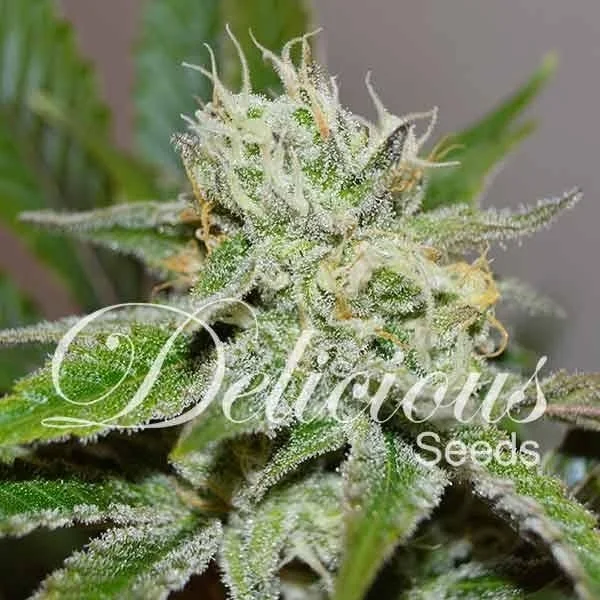 Original Juan Herer van Delicious Seeds