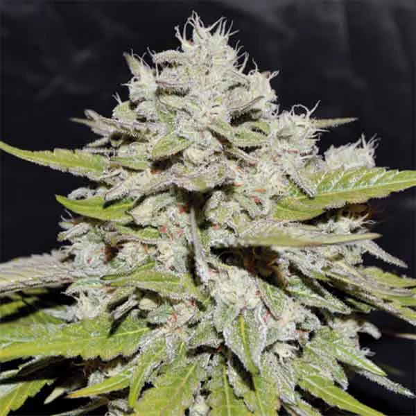 Bay Burger Early Version van Delicious Seeds