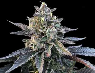 Gelato Sorbet van DNA Genetics