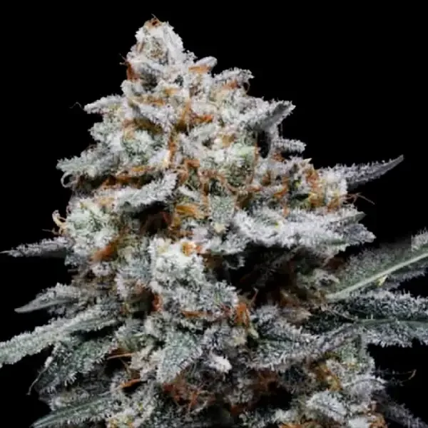 CheMACal Romance van DNA Genetics
