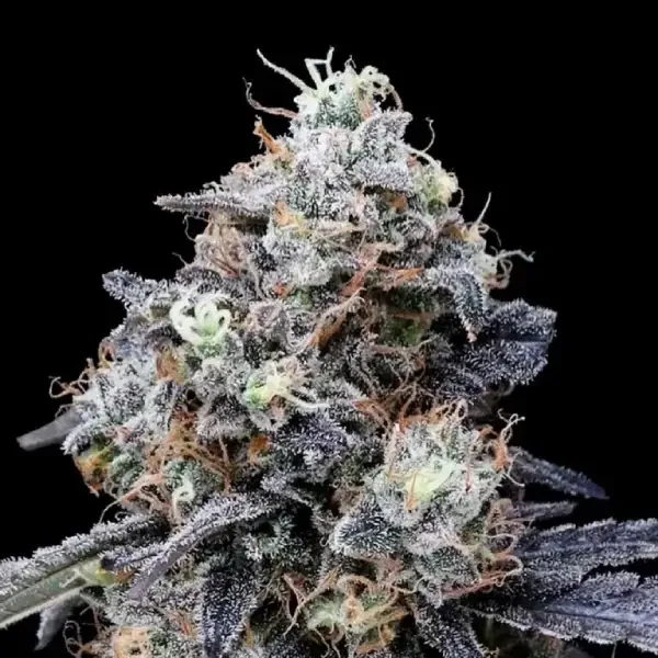 MACmelon van DNA Genetics