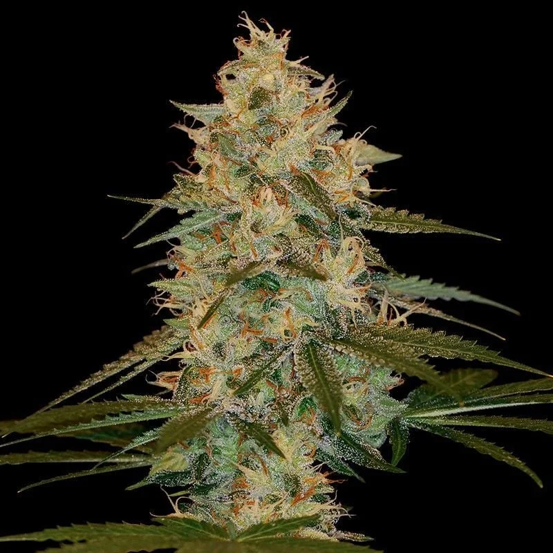 Chocolope Kush van DNA Genetics