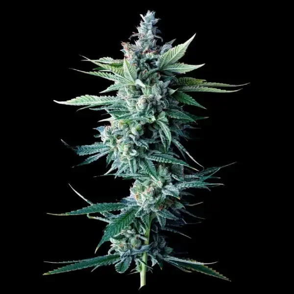 Miss DNA by DNA Genetics