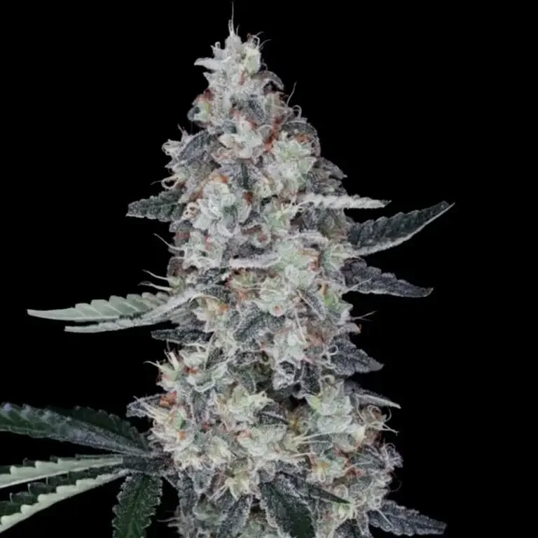 Watermelon Man van DNA Genetics
