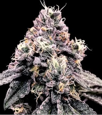 Kosher Pie van DNA Genetics