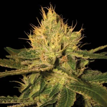 Canalope Haze di DNA Genetics
