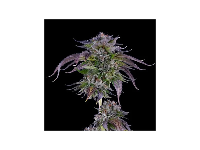 LA Confidential van DNA Genetics