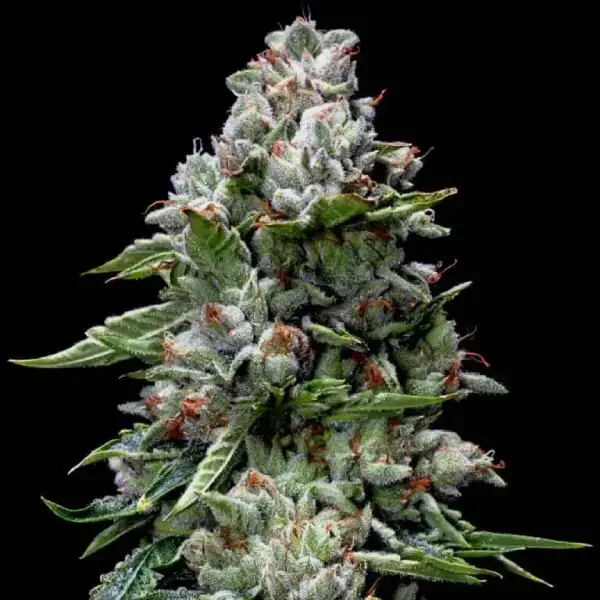 Kosher Kush van DNA Genetics