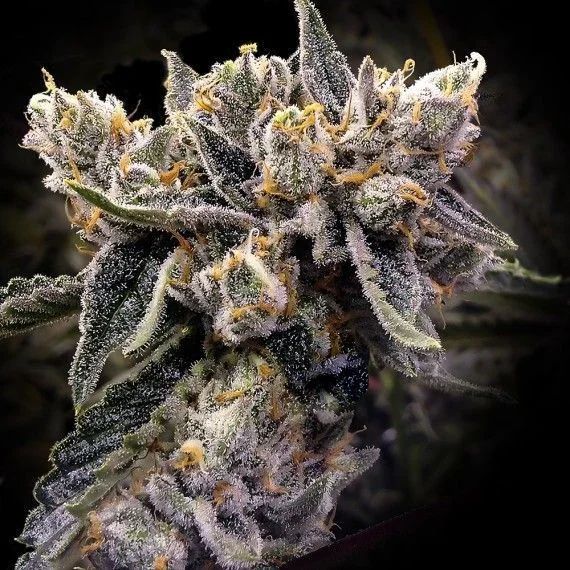 Bruised Banana van DNA Genetics