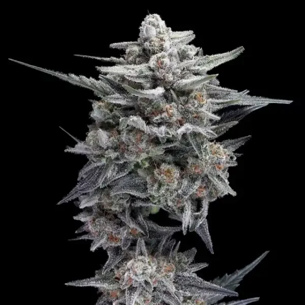 HG23 AKA Michael Jordan van DNA Genetics