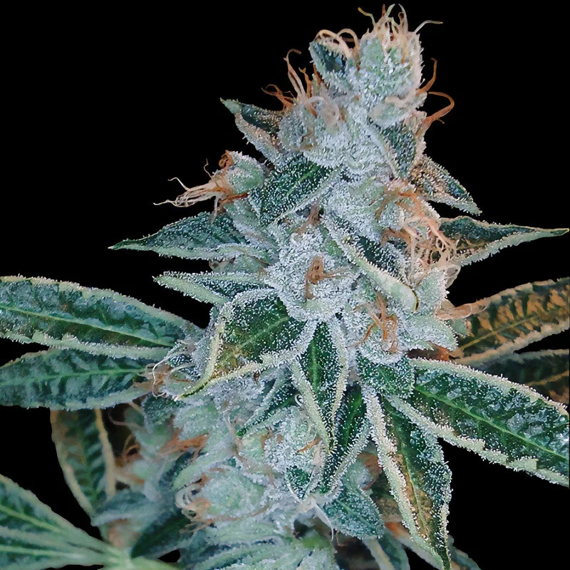 Lemon OG Kush van DNA Genetics
