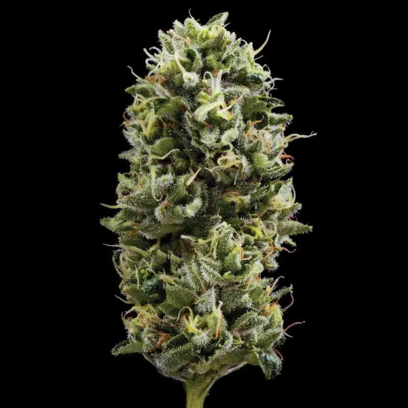 Snack Pack van DNA Genetics