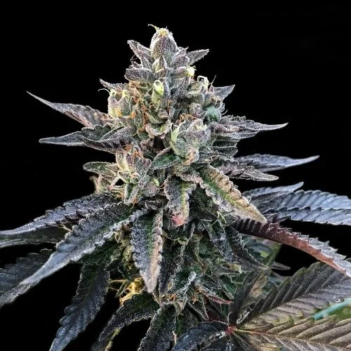 Gelato Sorbet van DNA Genetics