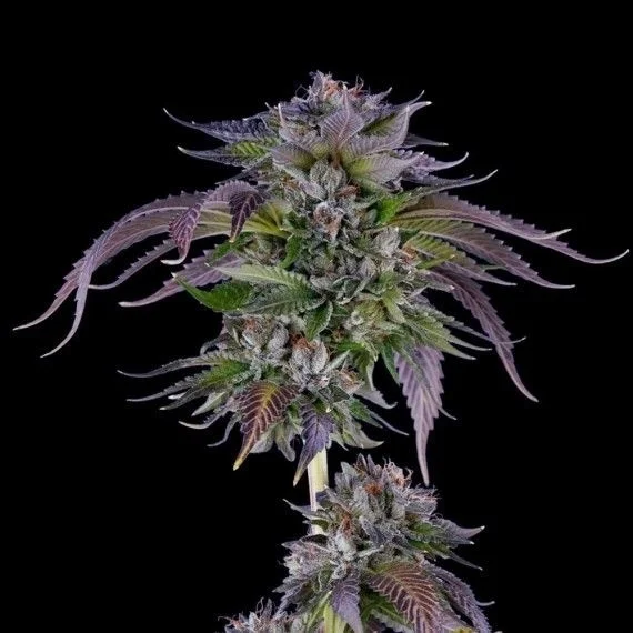 LA Confidential van DNA Genetics