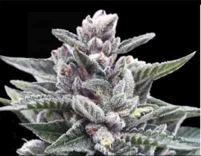 Kosher Sorbet van DNA Genetics