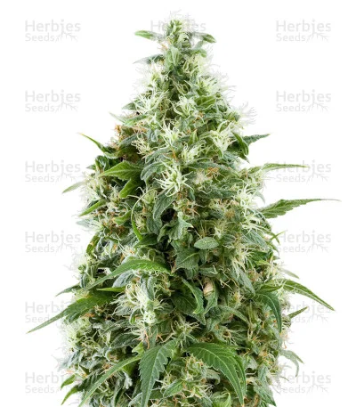 Triple Scoop van DNA Genetics