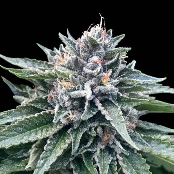 Sorbet #4 van DNA Genetics