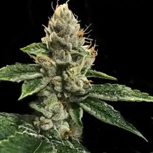 RP 43 by DNA Genetics