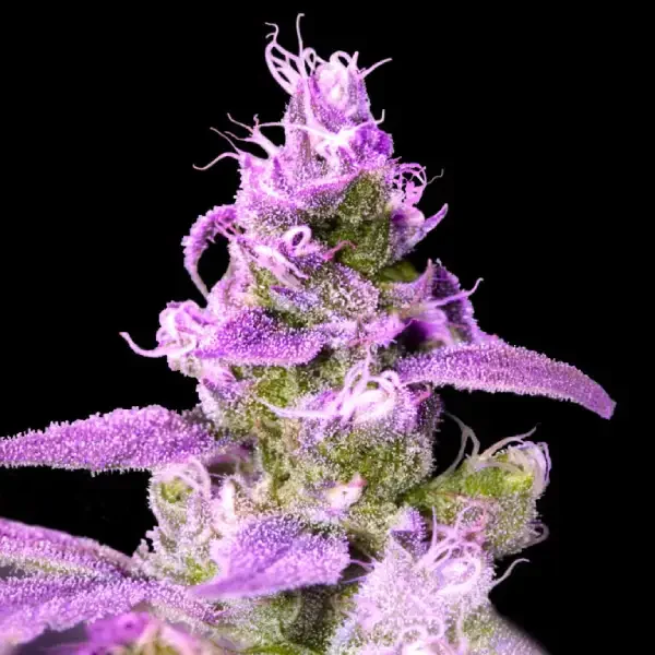 Purple Chocolope van DNA Genetics