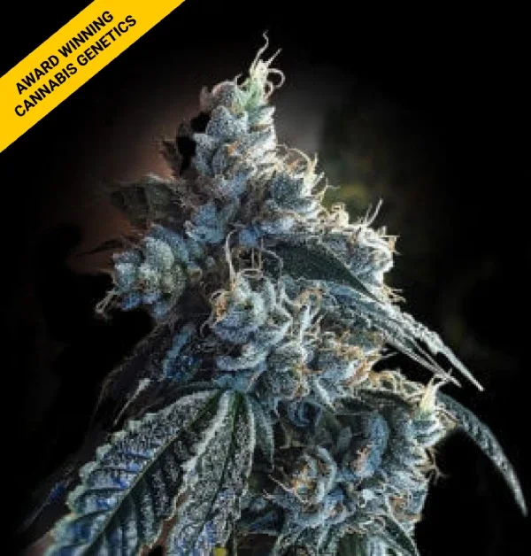 bahn by DNA Genetics