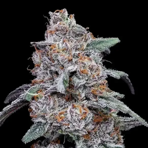 Purple People Eater van DNA Genetics