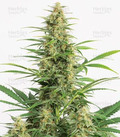 Sour Sorbet van DNA Genetics