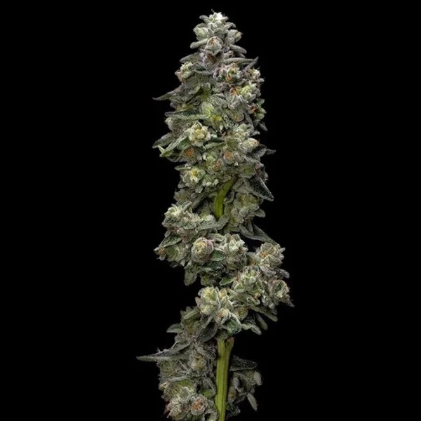 Bakers Delight van DNA Genetics