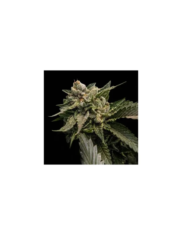 Strawberry Sorbet van DNA Genetics