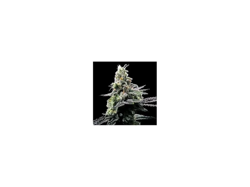 Purple Kosher van DNA Genetics