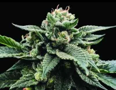 Sorbet Stash van DNA Genetics