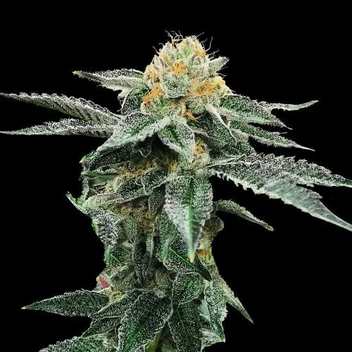 Kosher Cookies van DNA Genetics