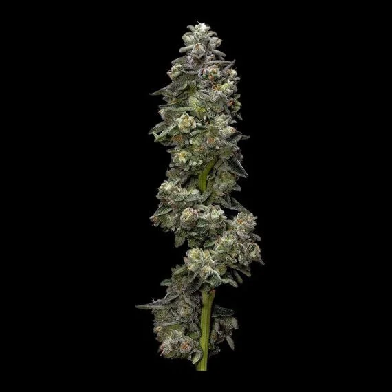 Bakers Delight van DNA Genetics
