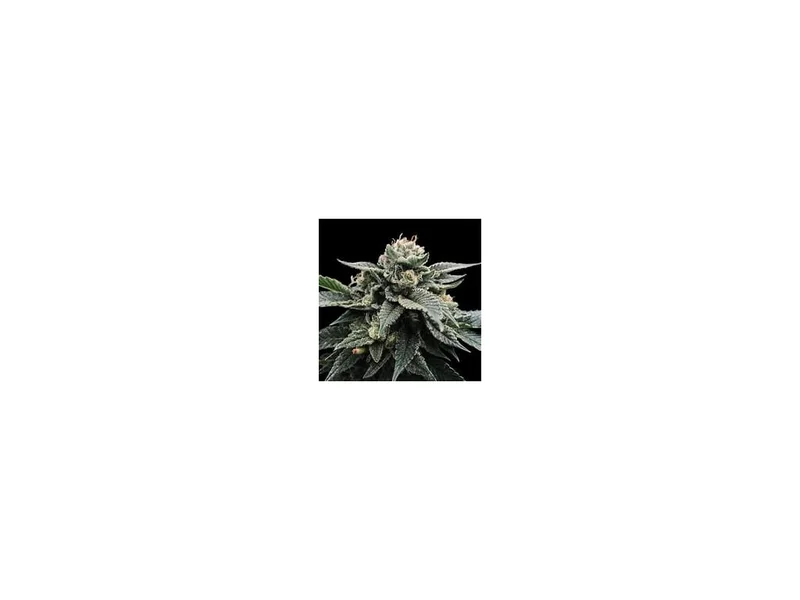 Sorbet Stash van DNA Genetics